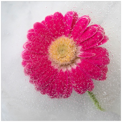 Gerbera in Ice.jpg